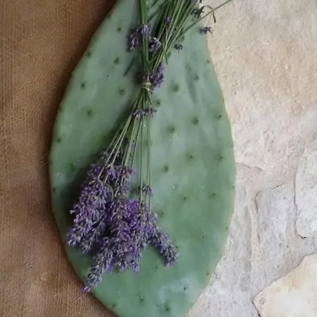 Oda ve Kahvaltı Terramadre Itri